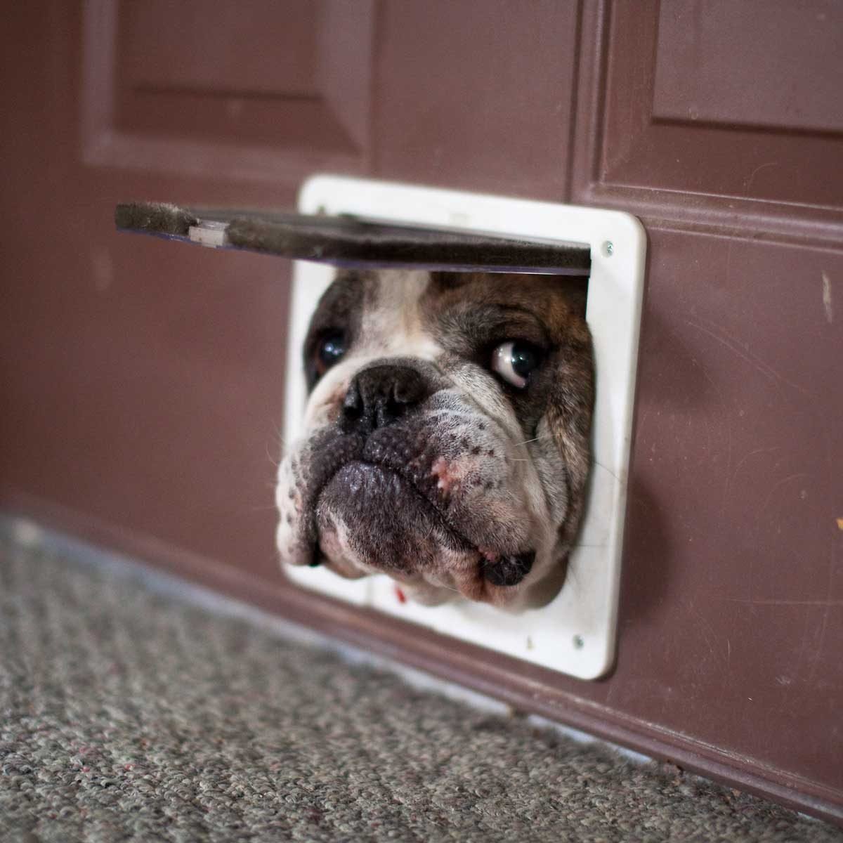 Winterizing and Insulating a Dog Door: What to Know