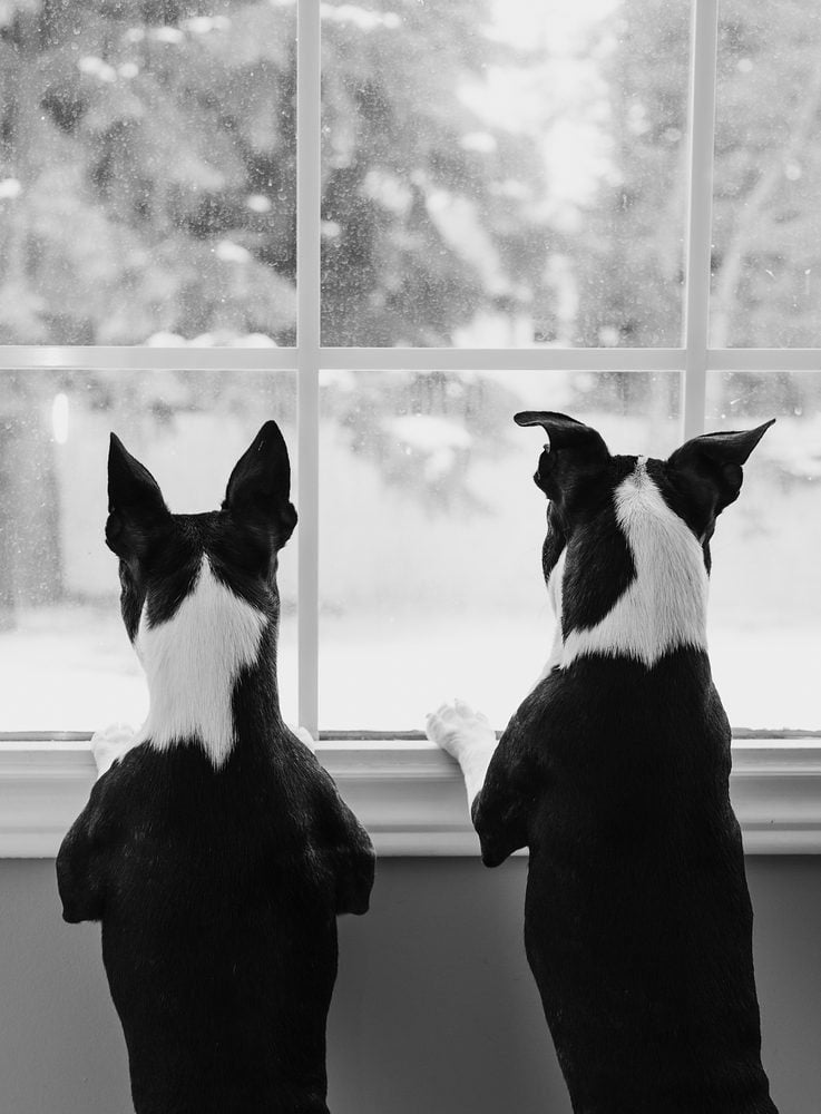 Boston Terrier Dogs at Window