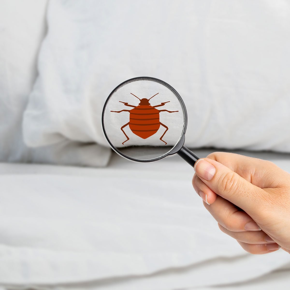 Are Bed Bugs Dangerous to People, Pets and Property?