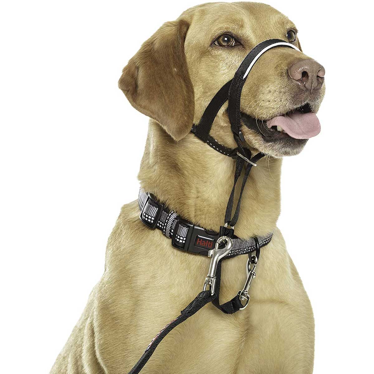 Dog Training Tools - Just The Essentials - Essential Training Tools