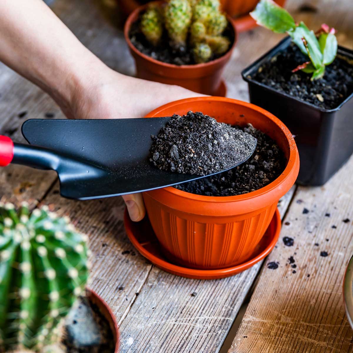 Can You Reuse Potting Soil?