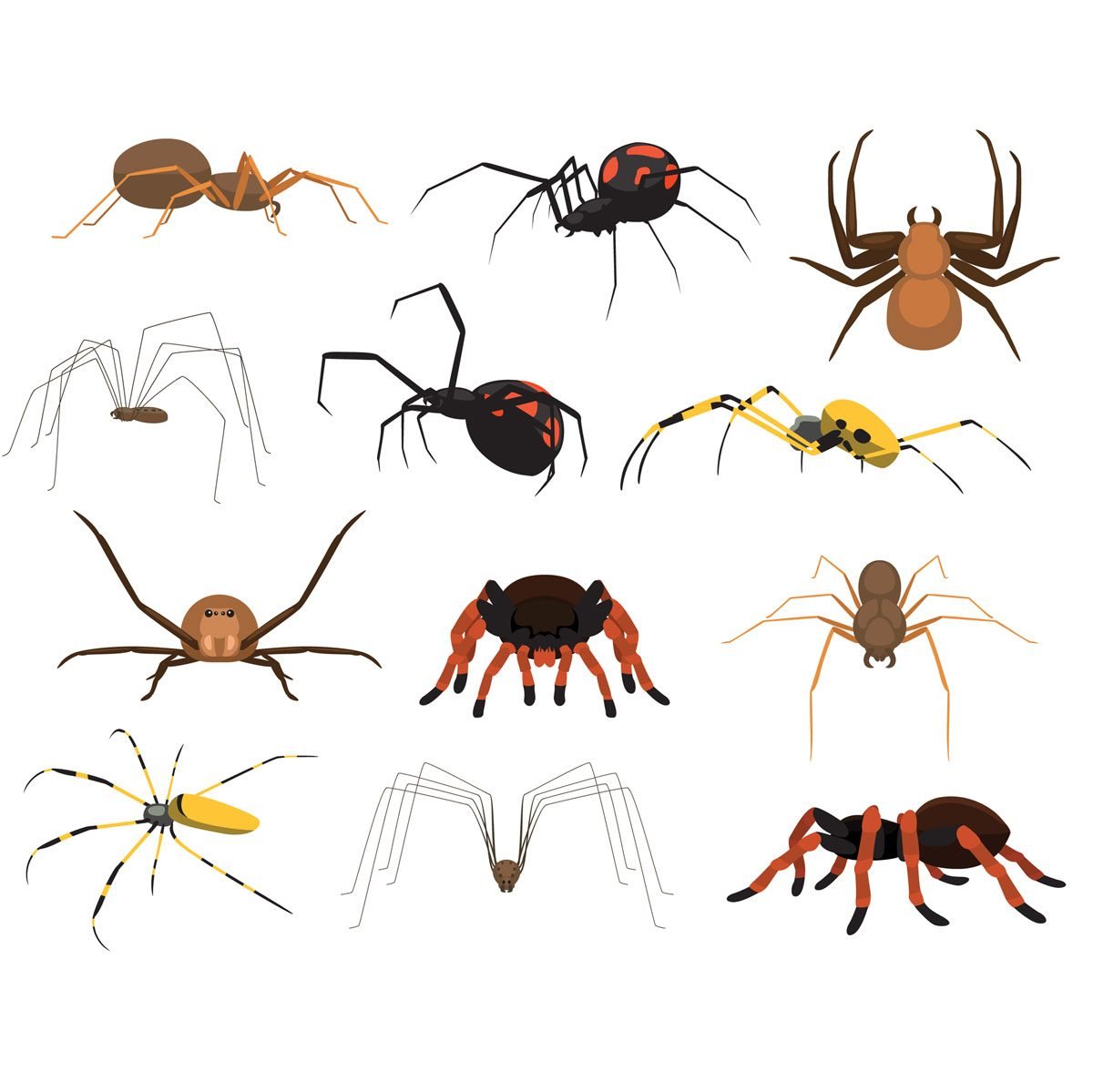 Are Spiders Dangerous to People, Pets and Property?
