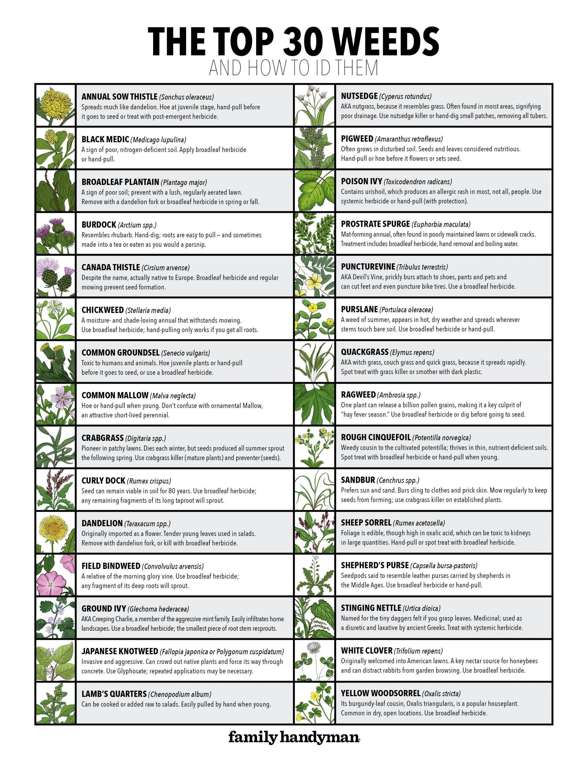 30-common-lawn-weeds-and-how-to-id-them-plus-free-downloadable-chart