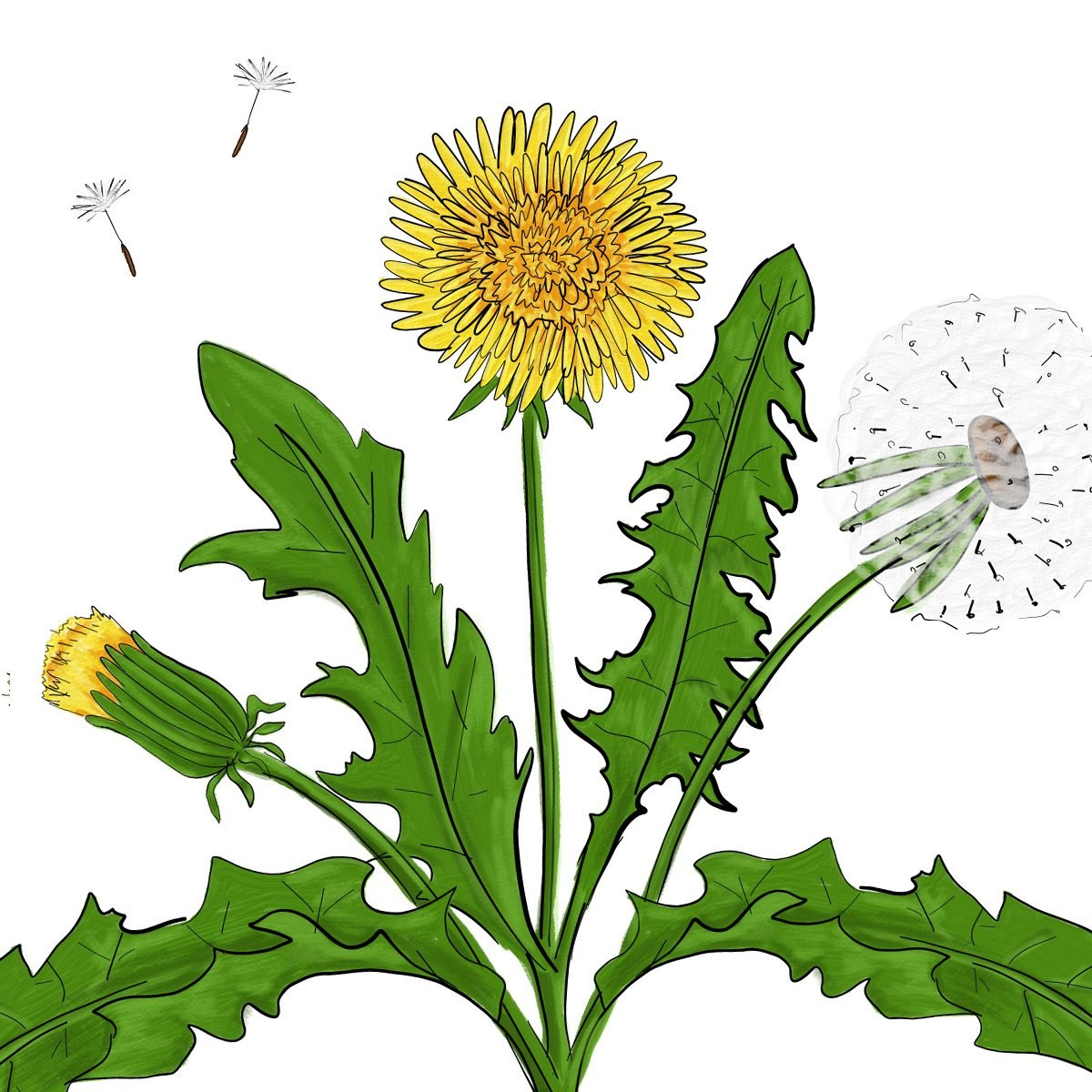 30 Types of Weeds and How to ID Them