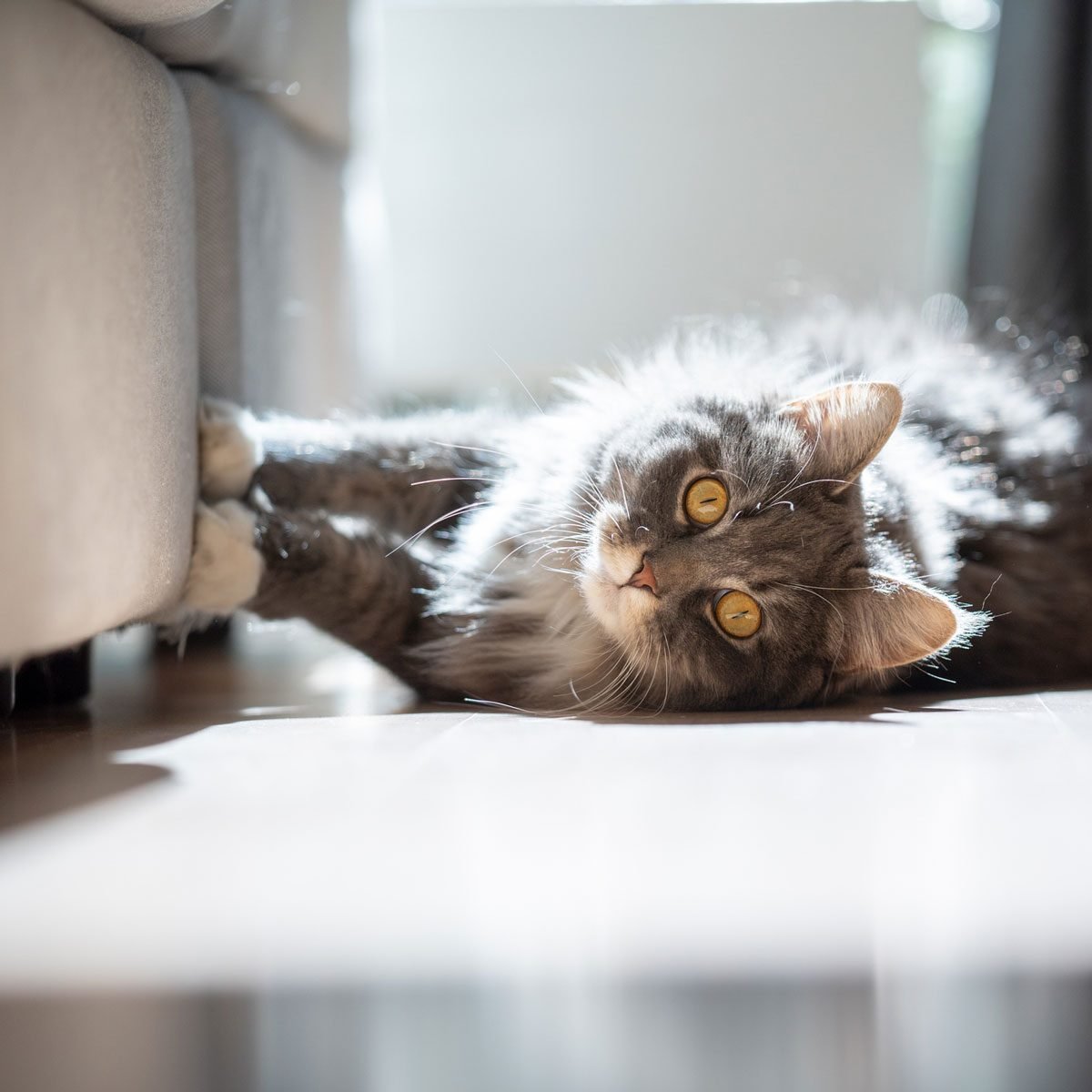 Cat Lying on the Carpet