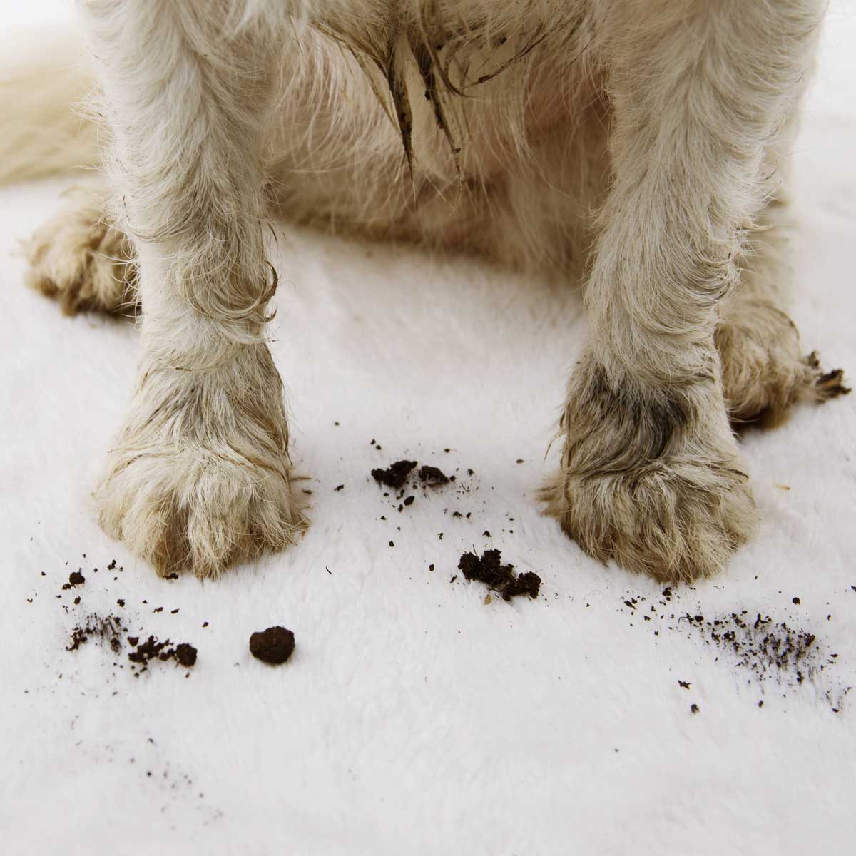 Tackling Messy Paws with Absorbent Mud Rugs and Mats for Dogs - Miracle Mat