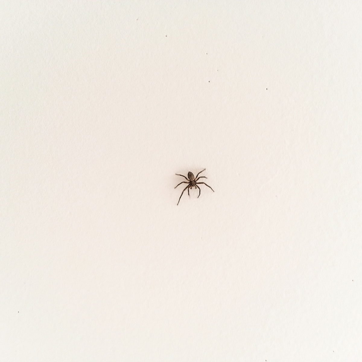Blog - Tampa, FL Homeowner's Handy Spider Control Guide