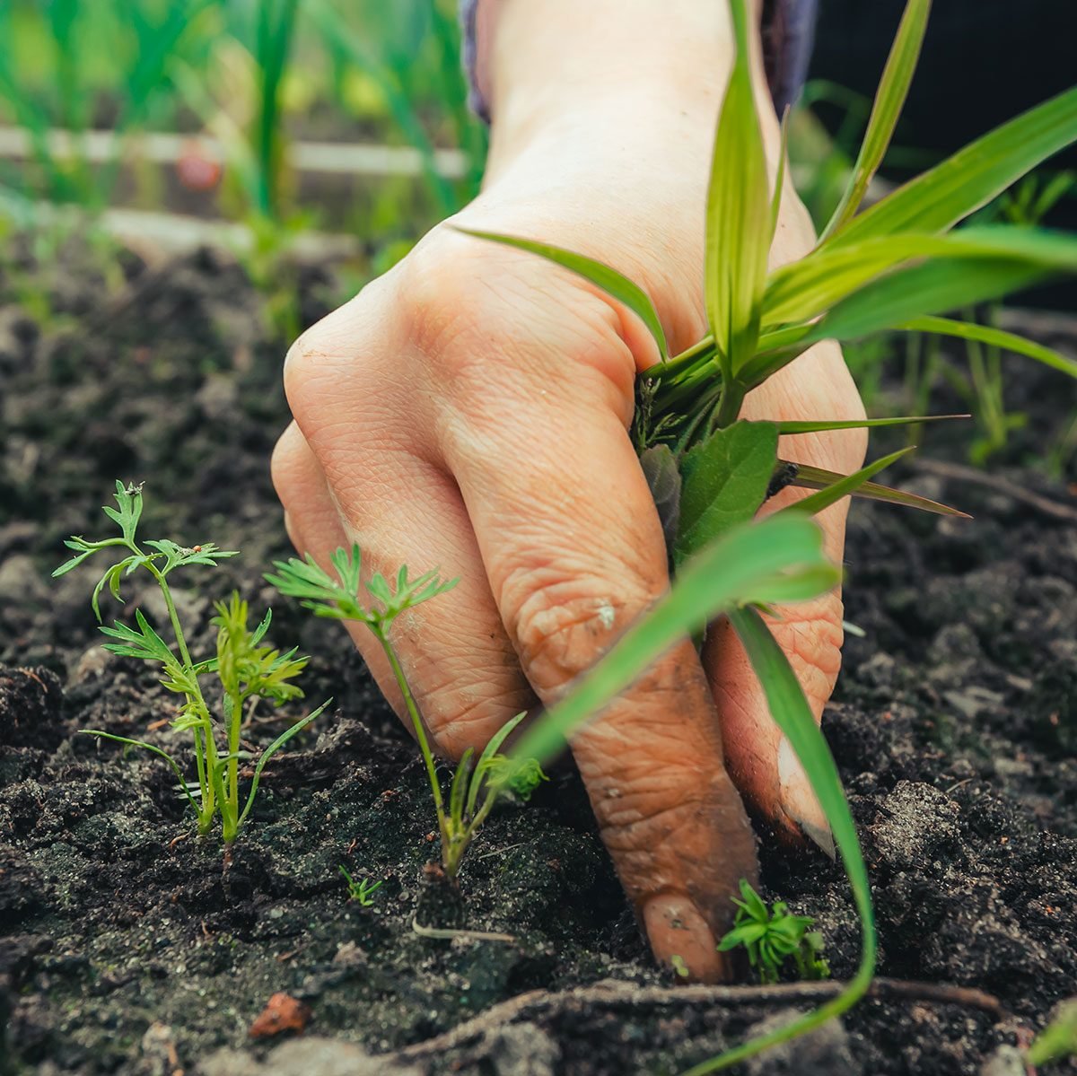 Natural Ways to Kill Weeds and Get Them Out Of Your Garden