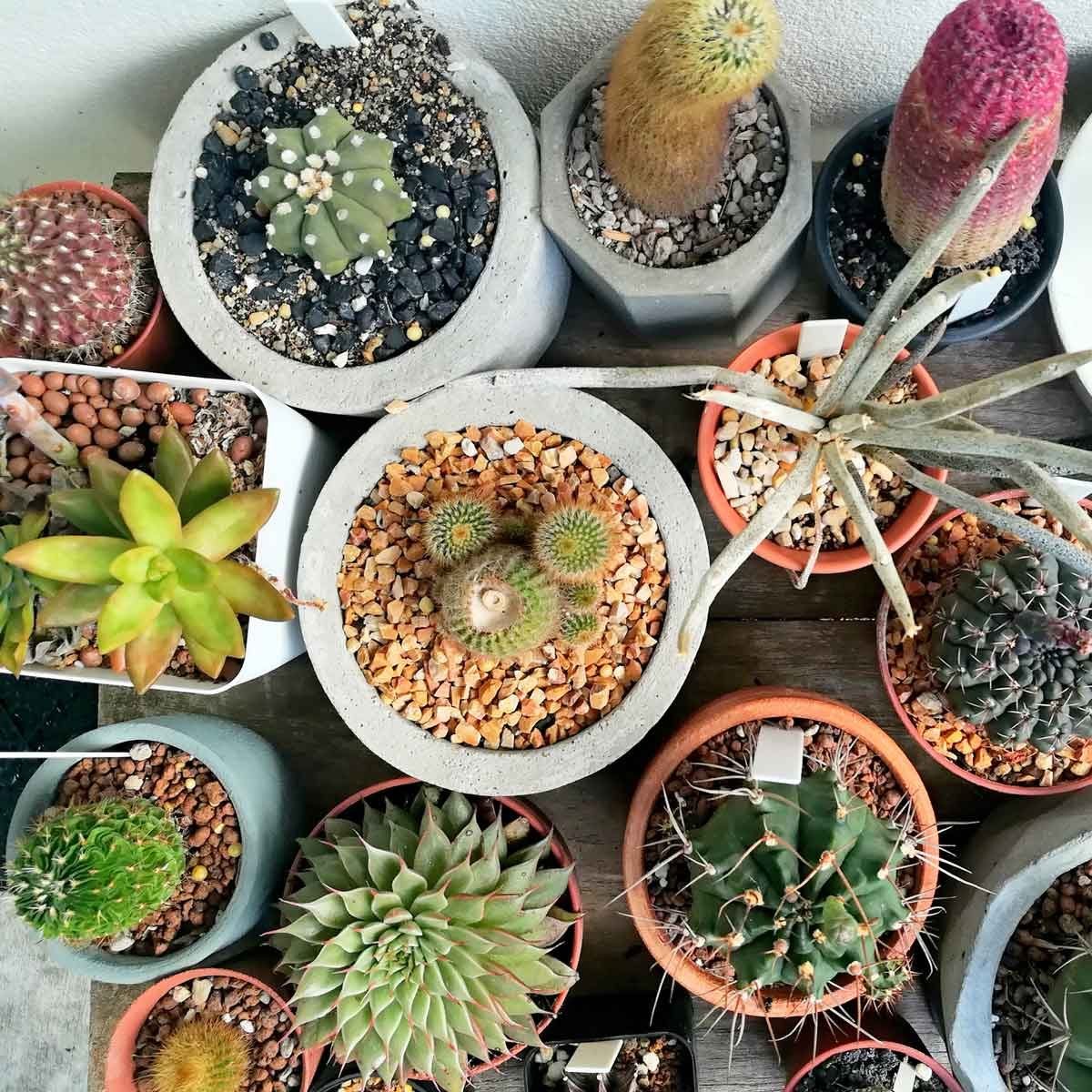 indoor cactus names
