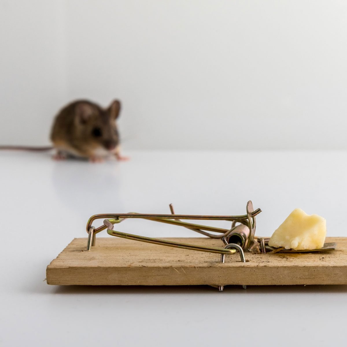 https://www.familyhandyman.com/wp-content/uploads/2021/02/mouse-trap-with-cheese-GettyImages-1030568128.jpg?fit=700%2C1024