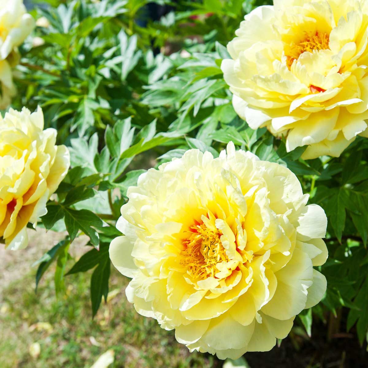 10 Types of Peonies for Your Garden The Family Handyman