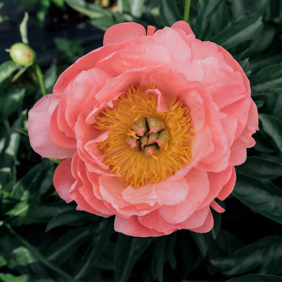 10 Top Types of Peonies for Your Garden