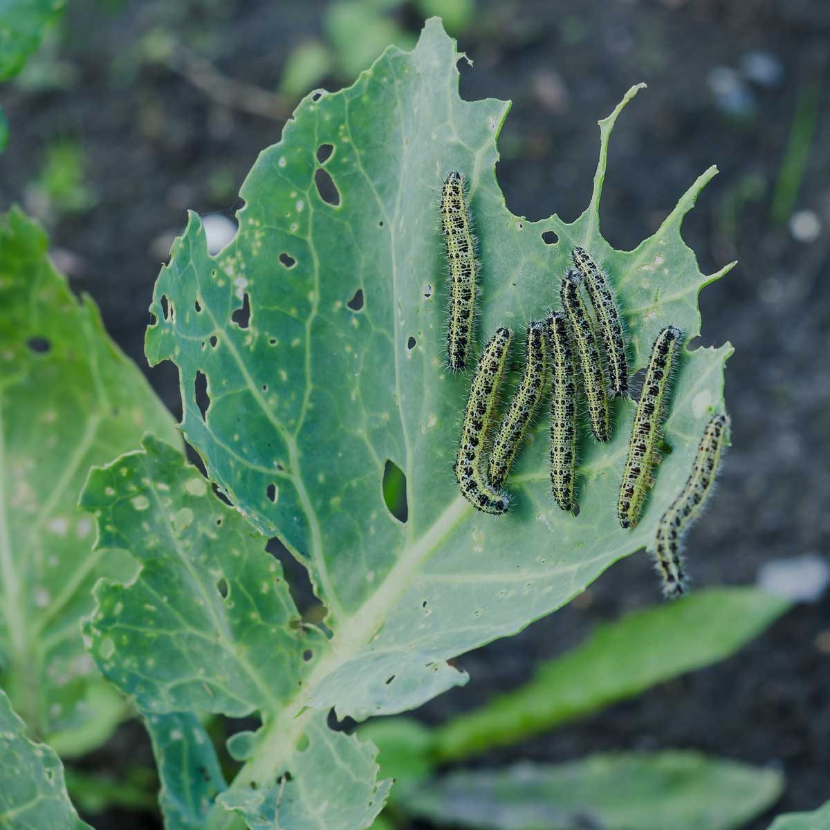 Cabbage butterfly, how to get rid of its caterpillar