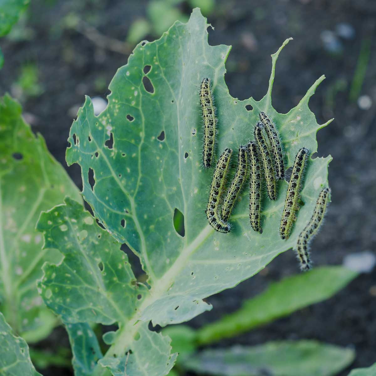 Why Are White Caterpillars So Bad For Your Garden?