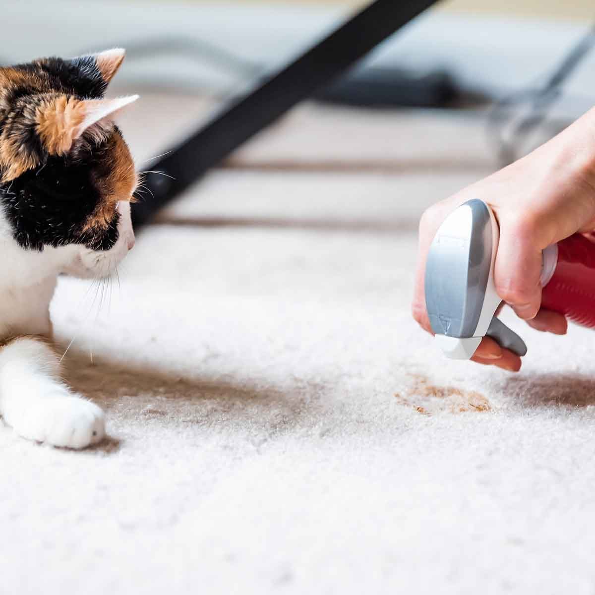 Clean Cat Stain On Carpet Gettyimages 1097573324