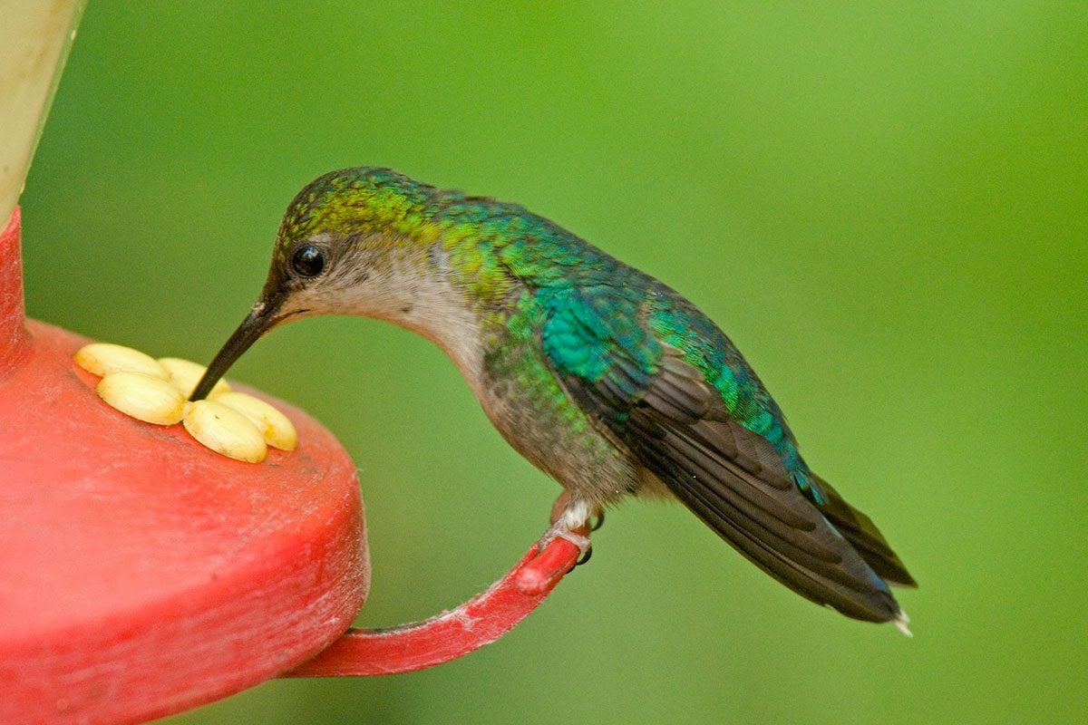 9 Expert Tips for Attracting Hummingbirds to Your Backyard