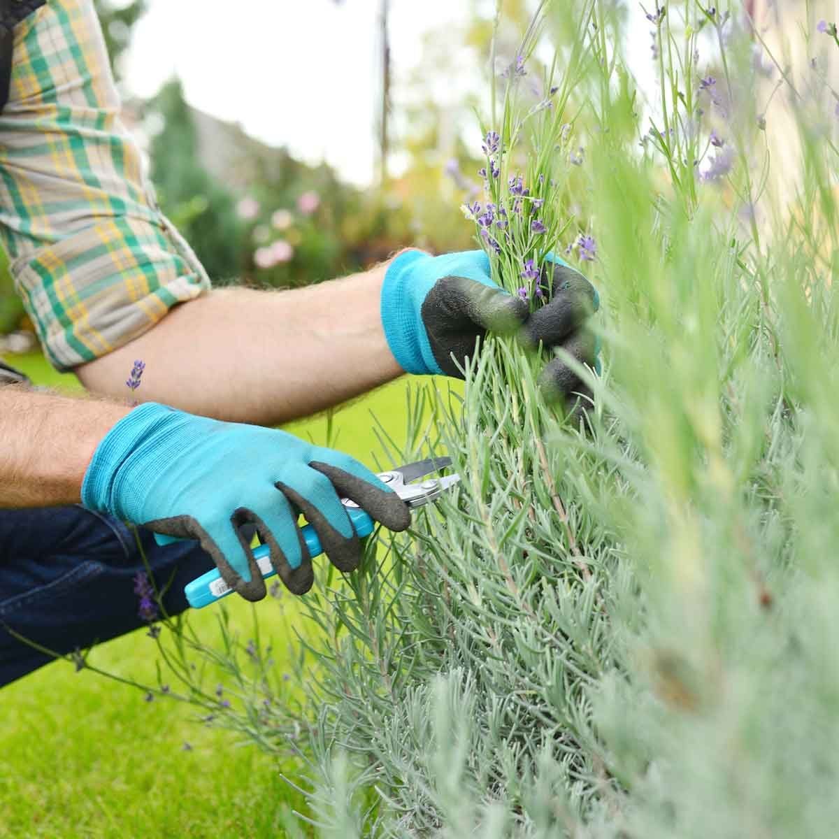 how-to-prune-lavender-simple-tips-the-family-handyman