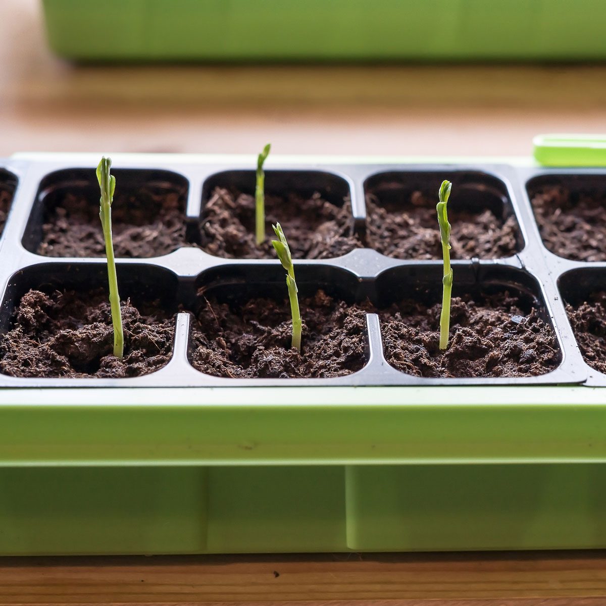 How Start Seeds Indoors | Family Handyman