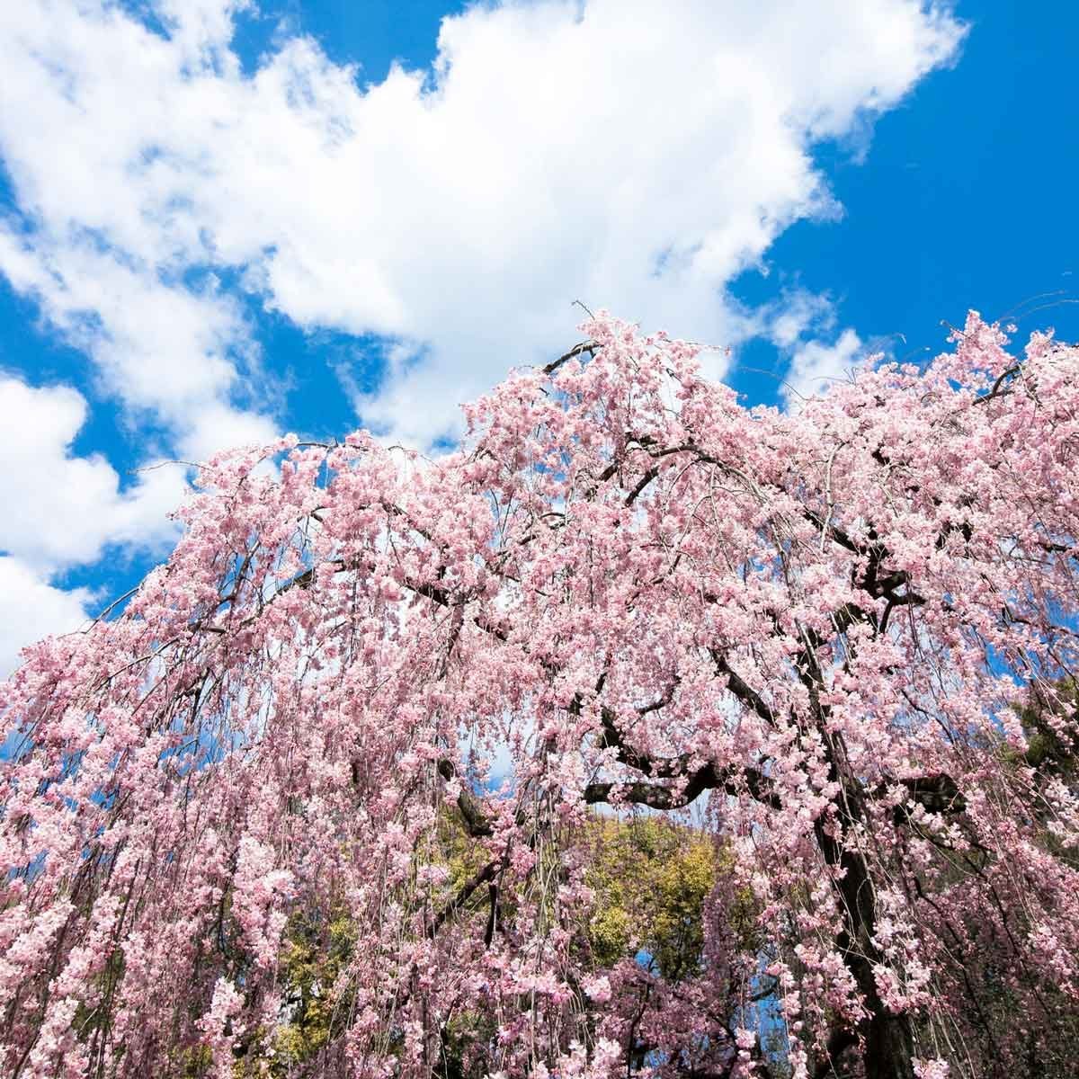 How to Grow and Care for Japanese Flowering Cherry