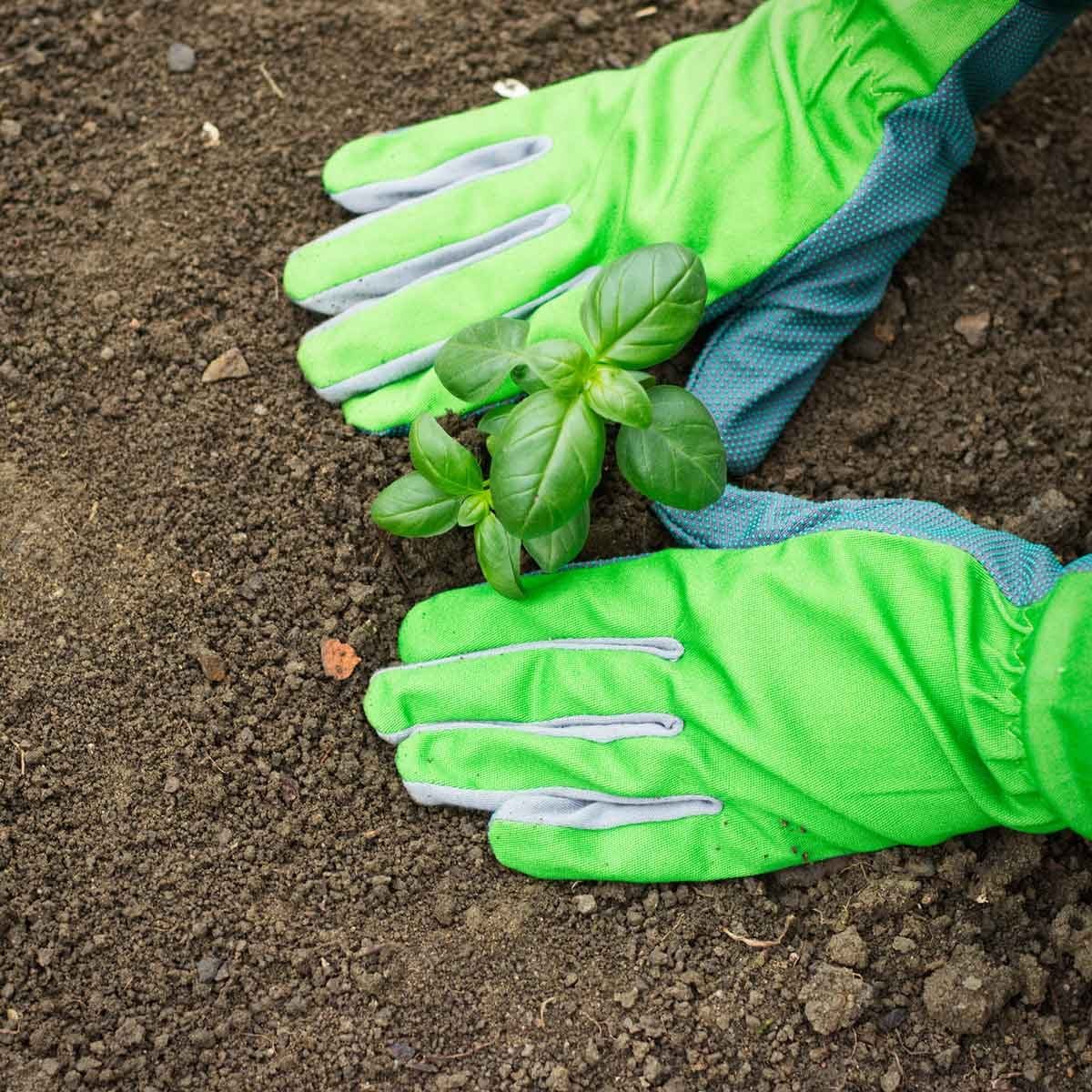 When is the Best Time to Start Growing a Garden?