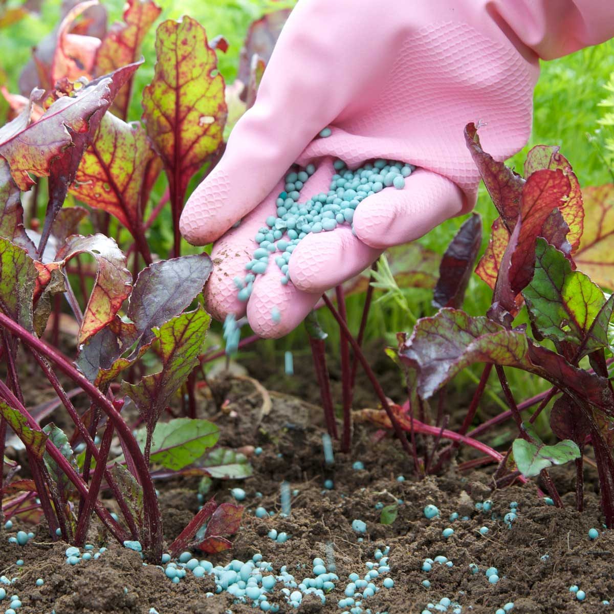 The 9 Best Garden Fertilizers You Can Get, According to a Horticulturist