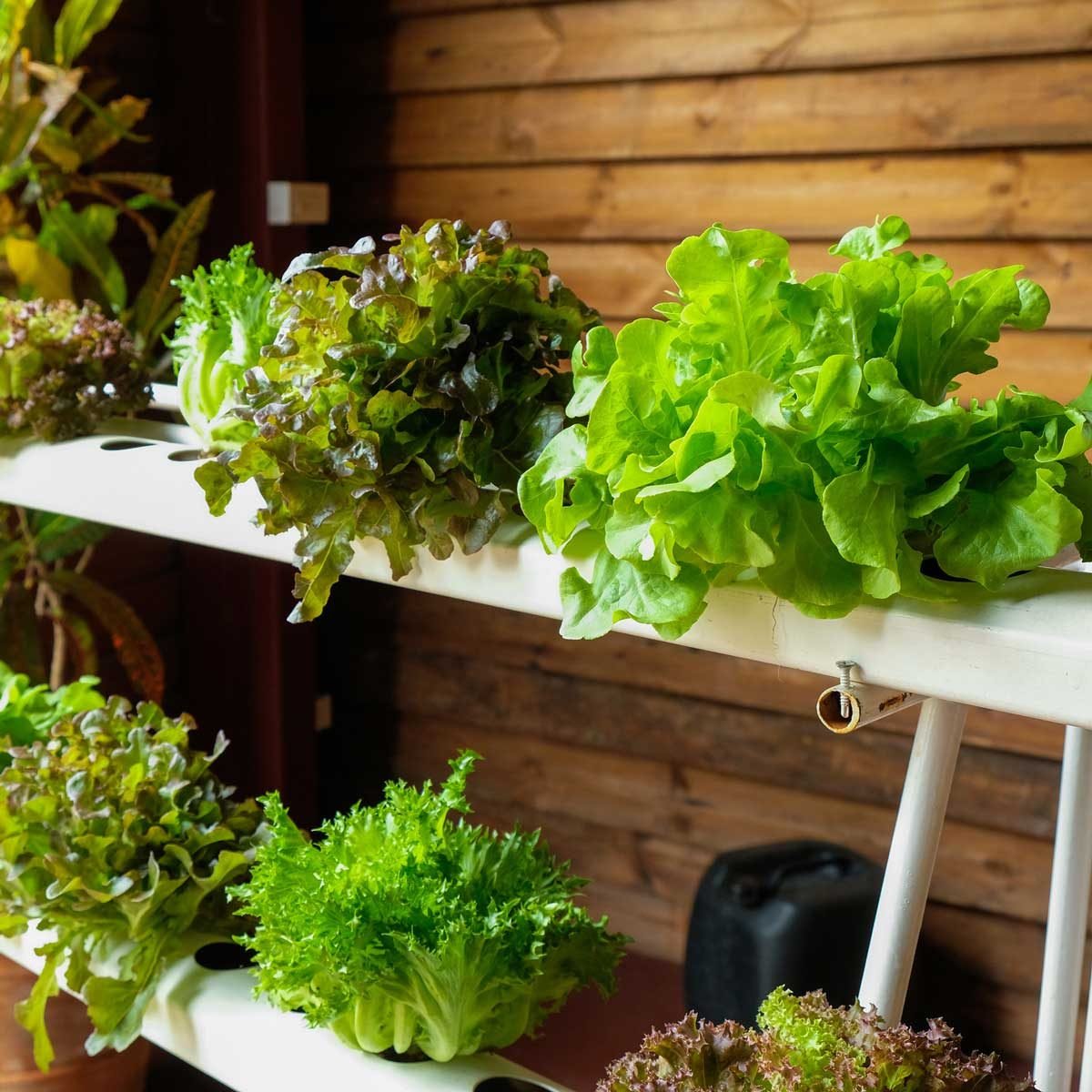 10 Dos and Don'ts of Hydroponic Gardens