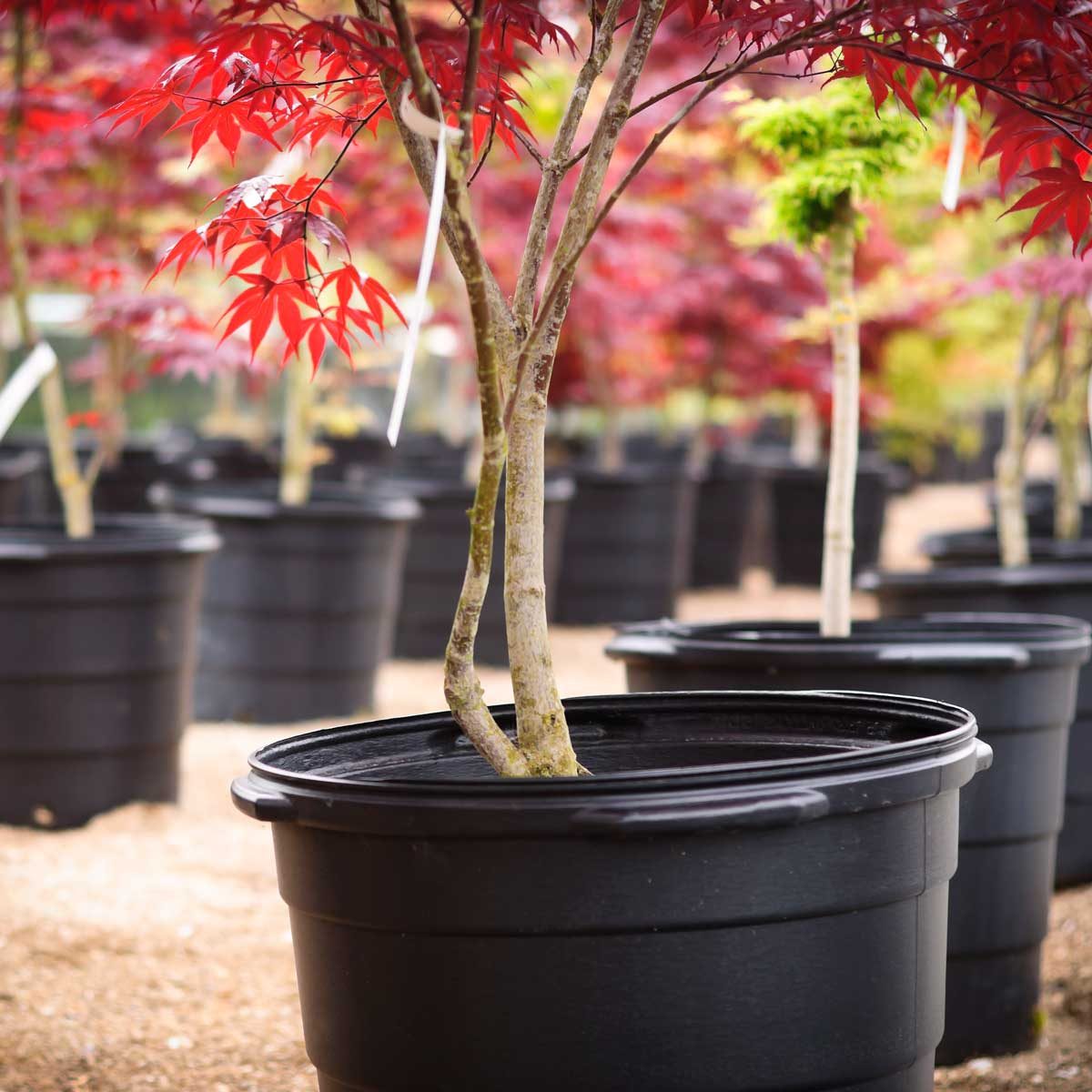 Japanese Maple Tree Care: Planting and Growing Tips