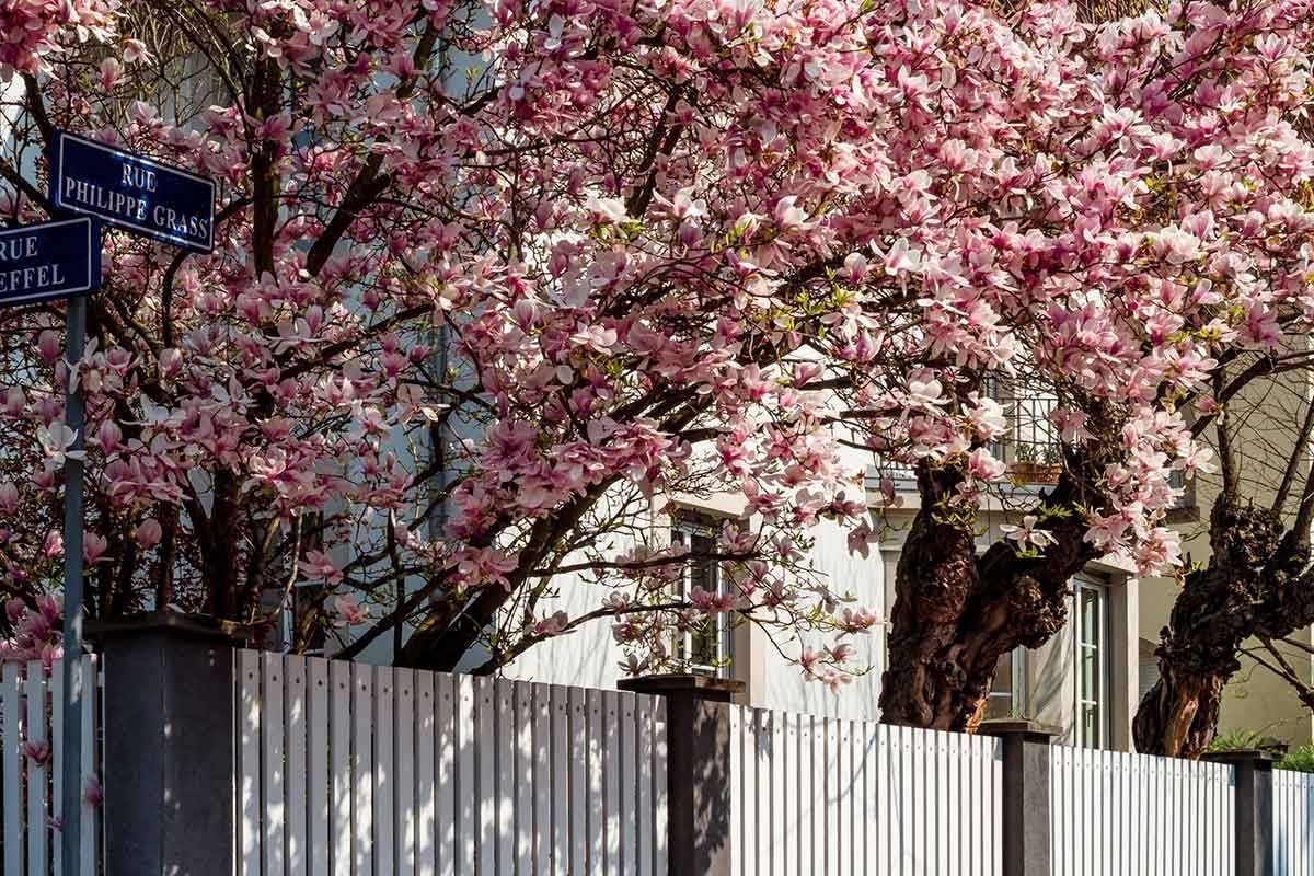 How to Plant and Grow a Magnolia Tree