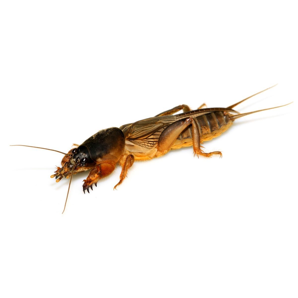 How to Stop Mole Crickets From Damaging Your Lawn