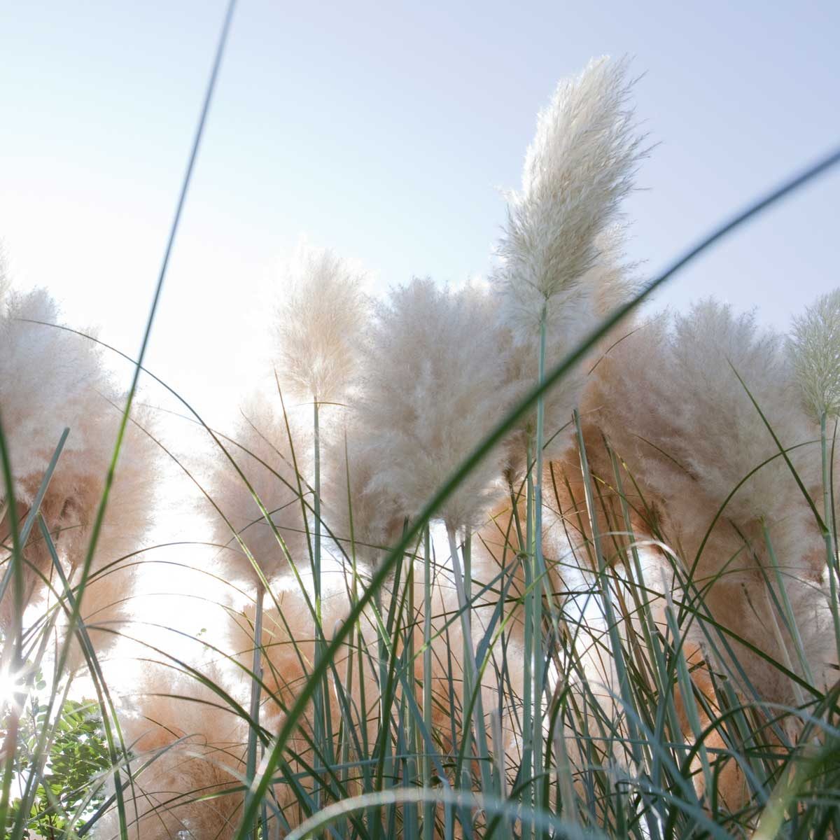 Pampas Grass 