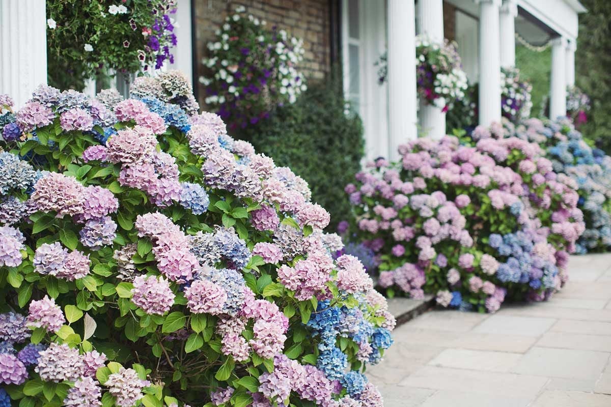Tips for Growing and Caring for Hydrangeas