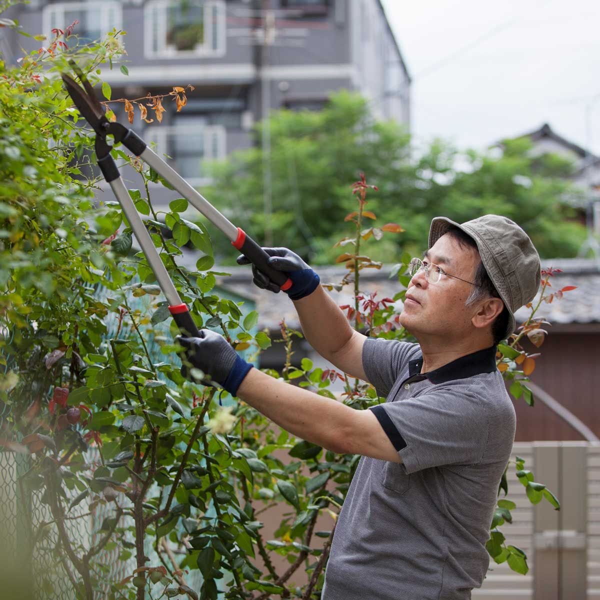 New Homeowner's Guide to Pruning Your Garden