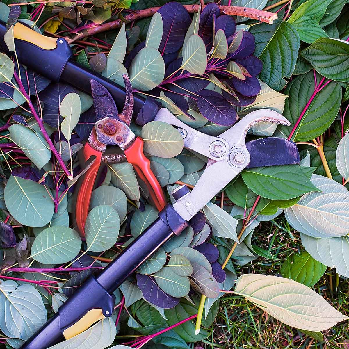 Essential Tools for Pruning - FineGardening