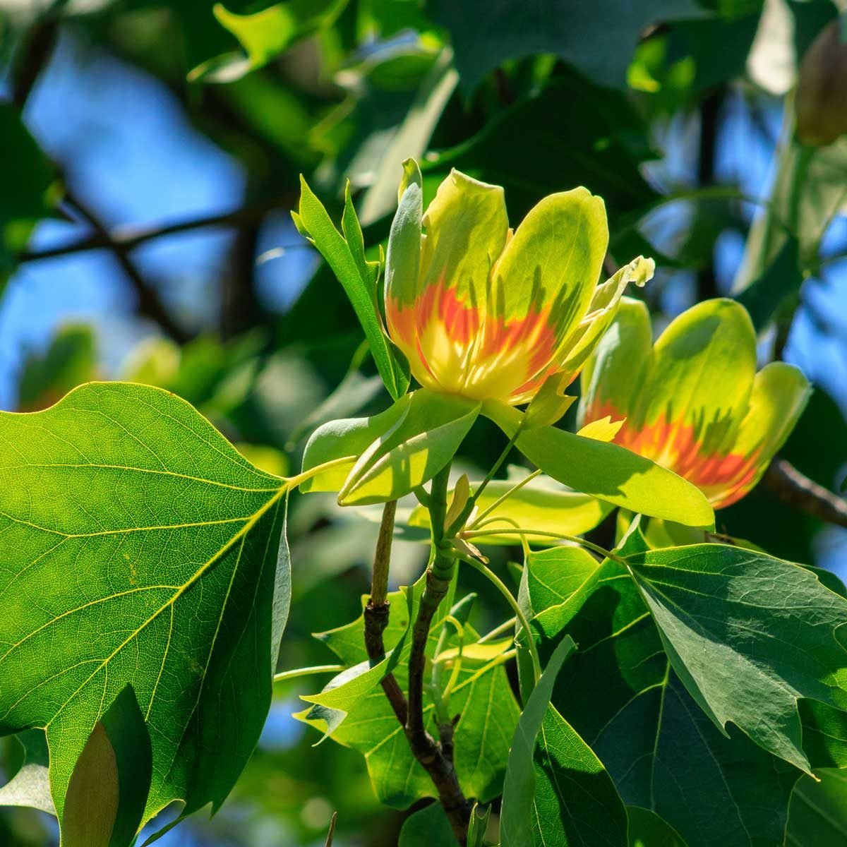 How to Plant and Grow a Tulip Tree