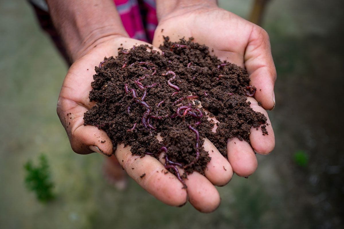 Vermicomposting: A Beginner's Guide