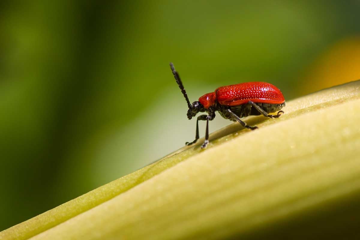 How to Get Rid of Leaf Beetles in Your Garden