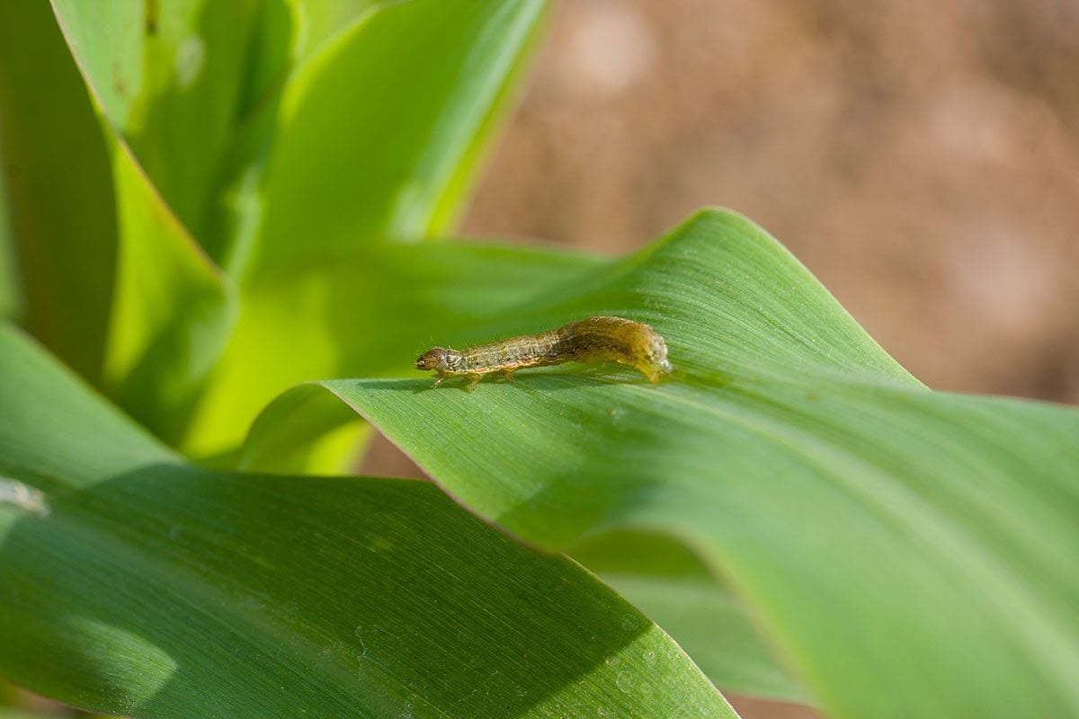 How to Get Rid of Armyworms in Your Yard
