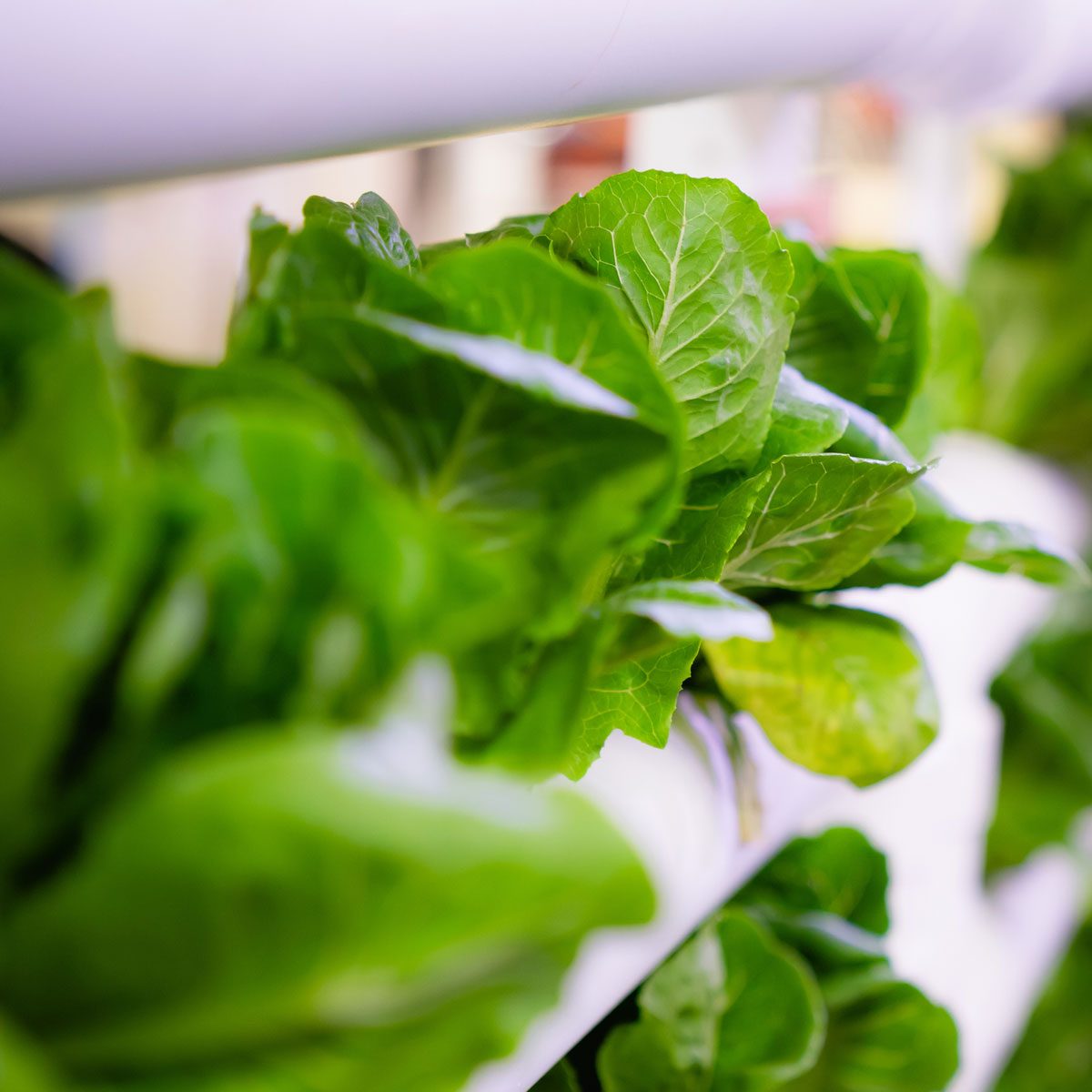 Hydroponic Garden