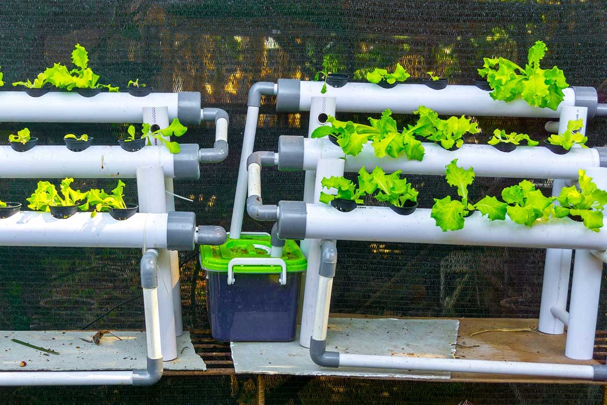 What to Know About Hydroponic Gardens