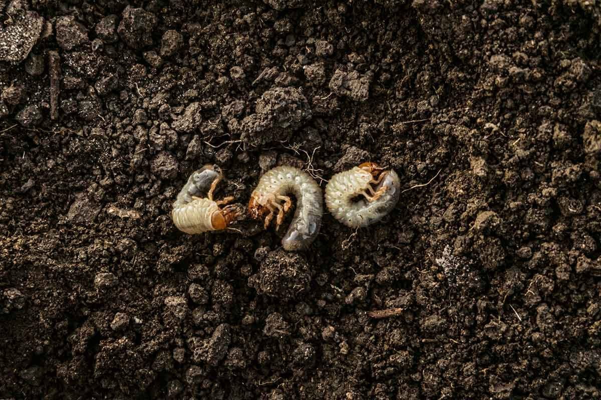 What Are Lawn Grubs and How Do I Get Rid of Them?