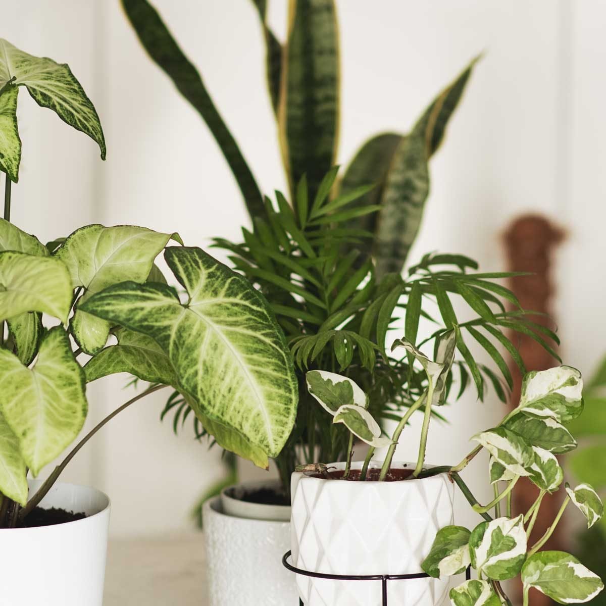 These 5 Houseplants Are Worth a Lot of Money!