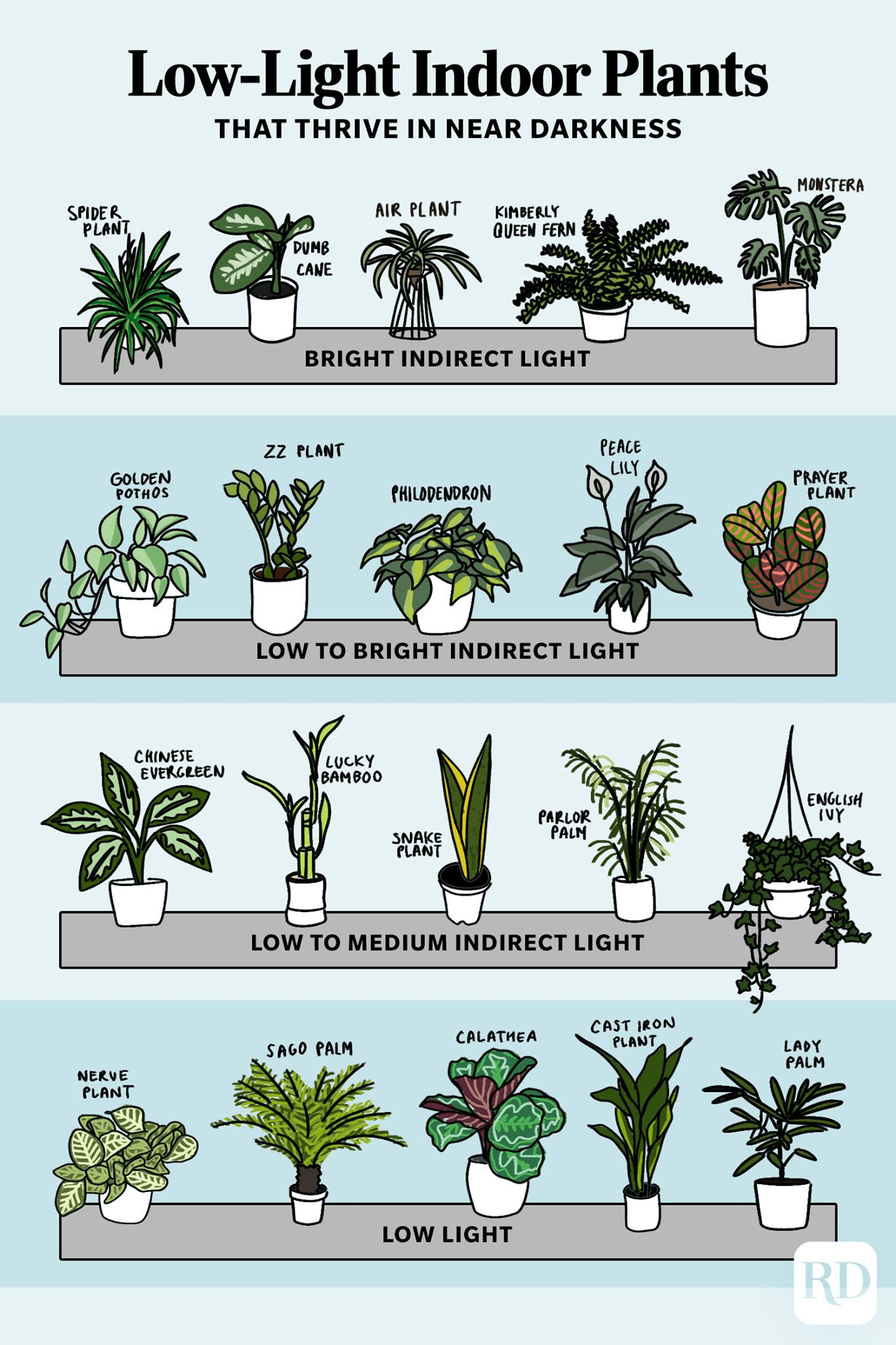 25 Low-Light Indoor Plants That Thrive in Near Darkness