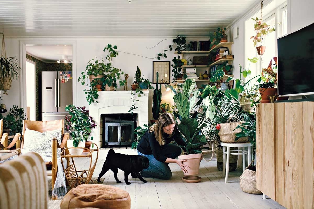 14 Tips For Bringing Plants Inside and Caring for Them Through Winter