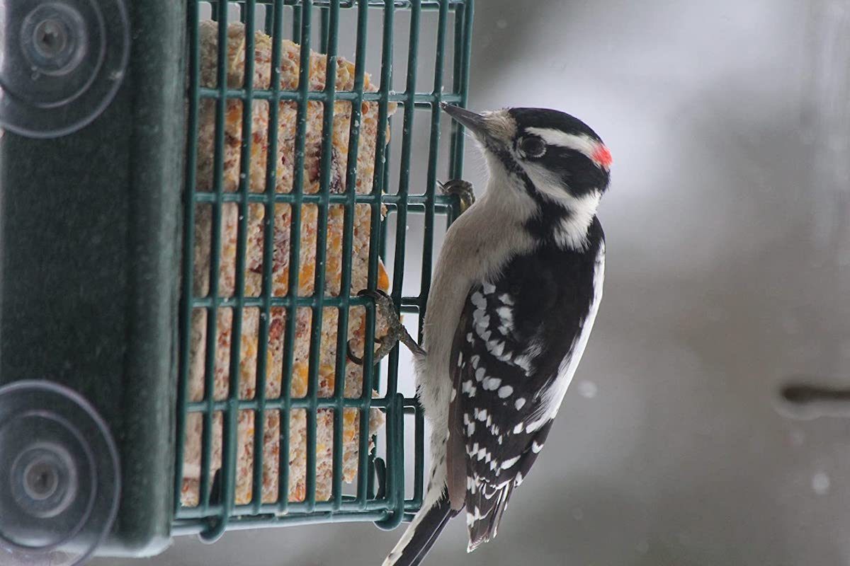 9 Foods You Should Never Feed to Birds