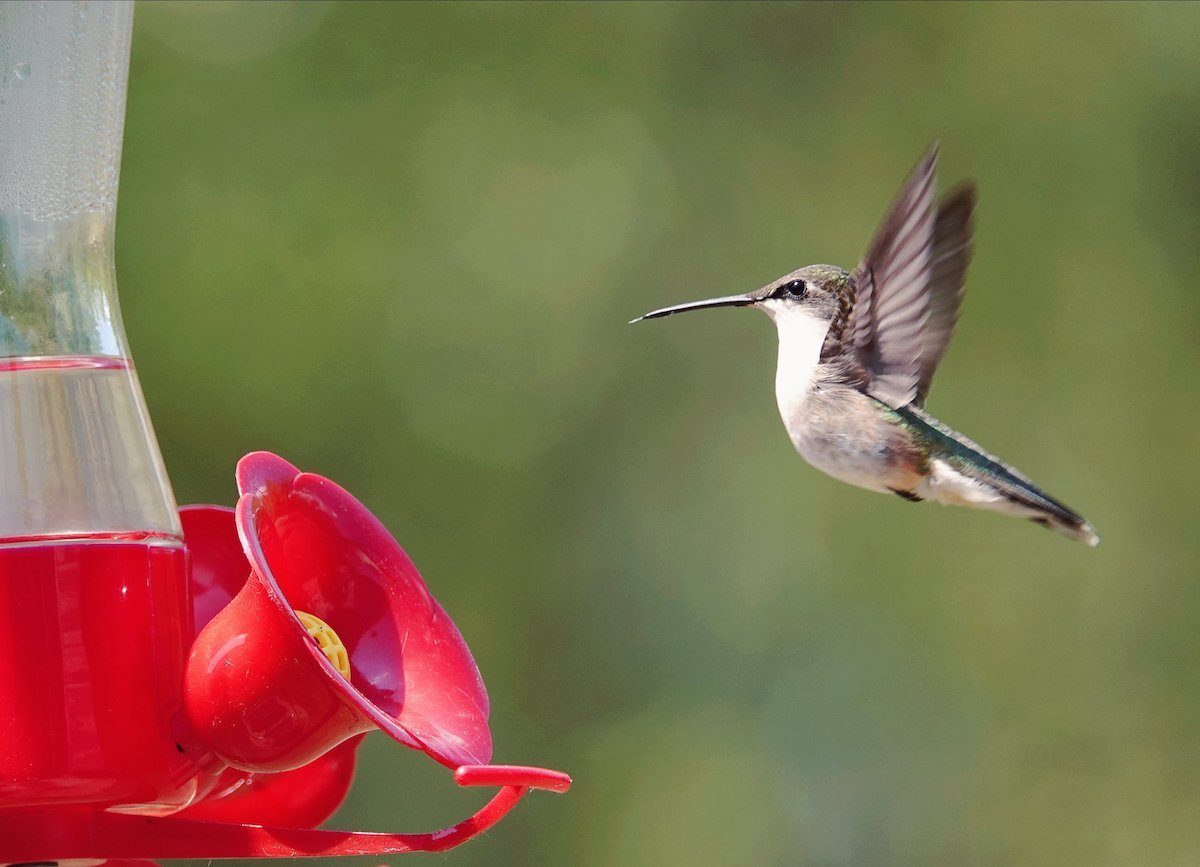 hummingbird feeder nectar ratio