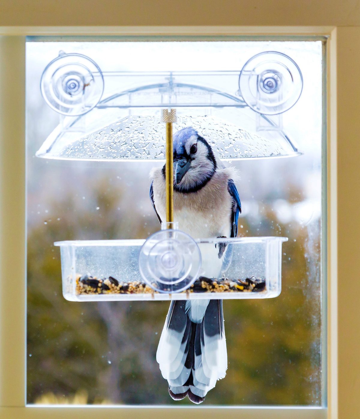 8 Best Window Bird Feeders Family Handyman