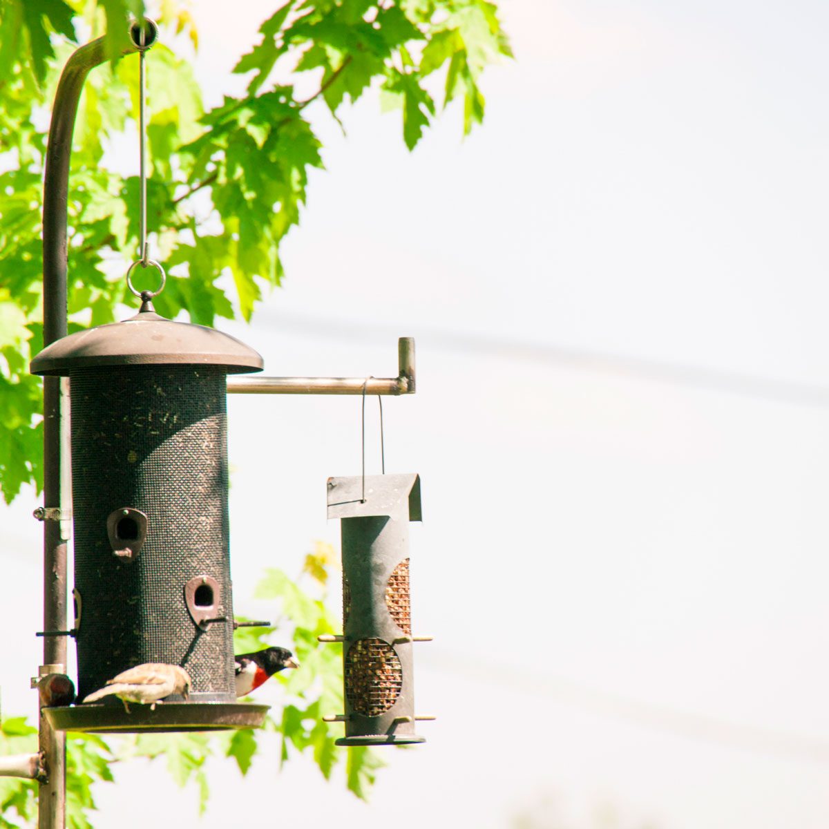 Stainless Steel Bird Feeder Set with Hooks and Food UK