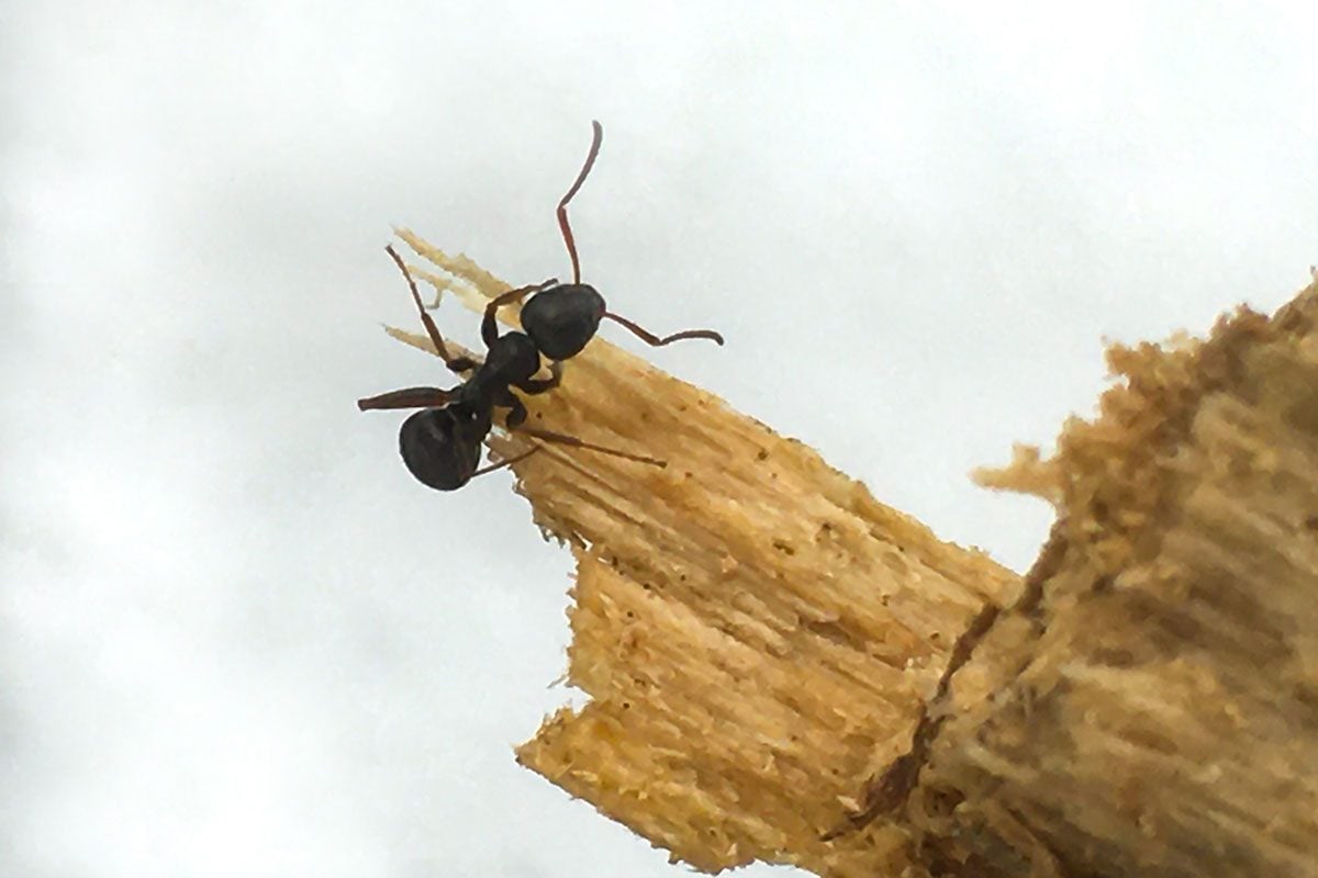 signs of carpenter ant damage