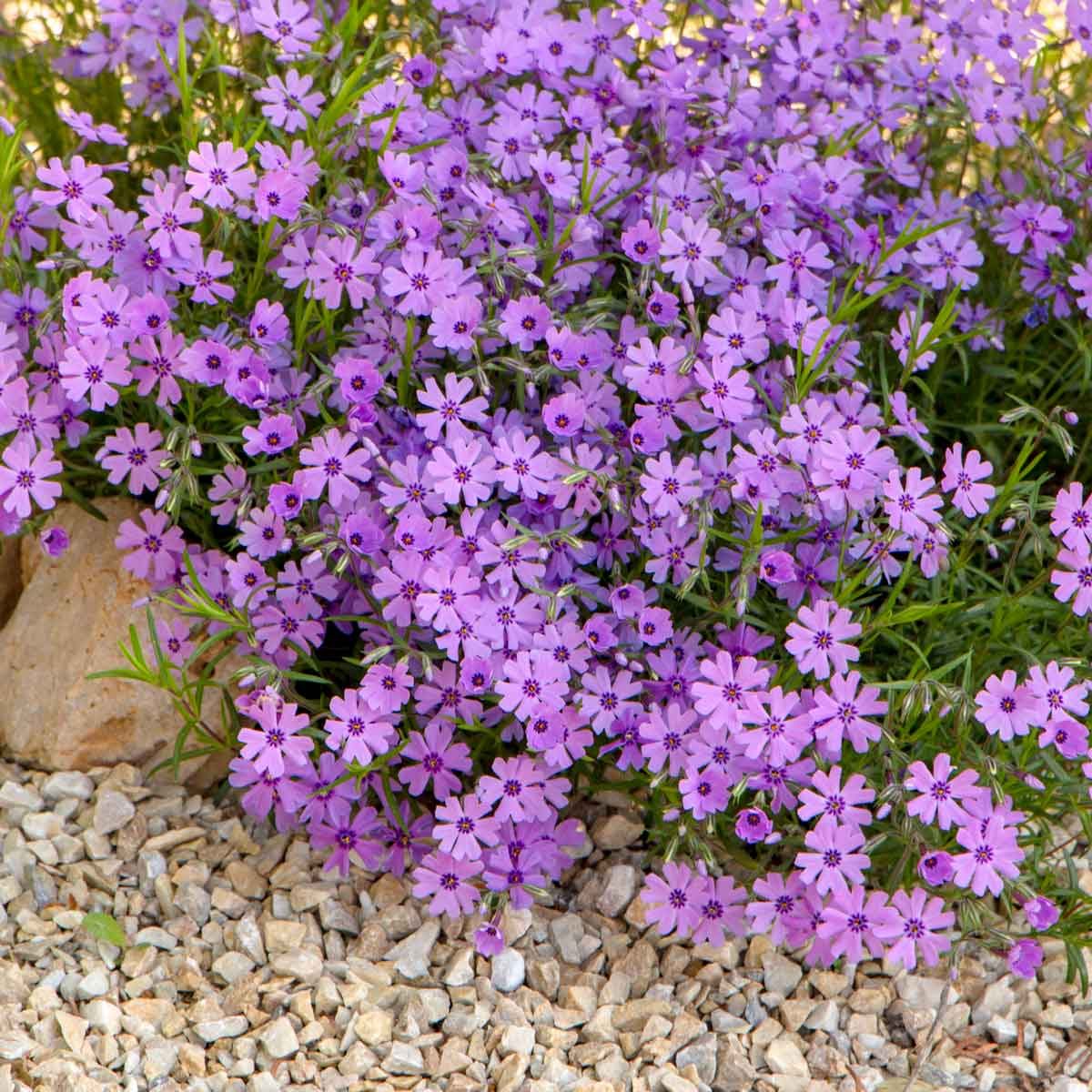 10 Best Full Sun Perennials That Thrive in Sunny Spots