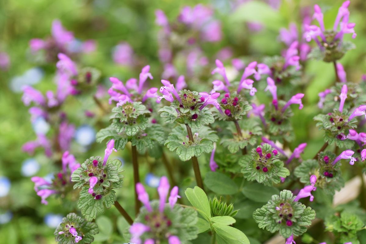How to Get Rid of Henbit After It Flowers  